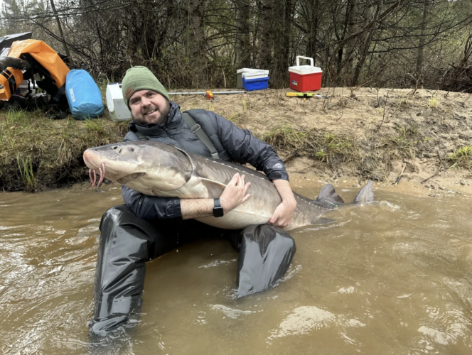 Think you’re getting old? New study says Michigan sturgeon may live to 400